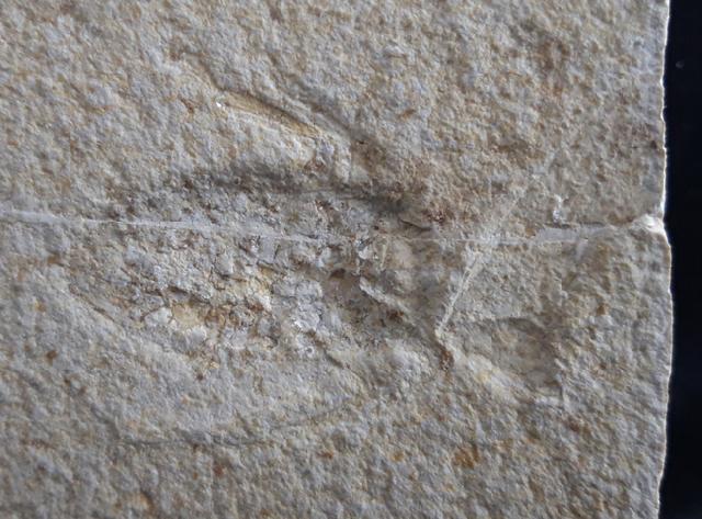 Scarabaeides deperditus GERMAR 1839 - Bild &copy; FossNet FossilienStore
